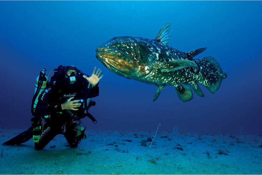 70 aniversario Fifty Fathoms
